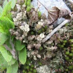 Ladder Lichen thumbnail 4