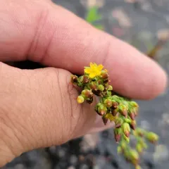 large canadian st. john's-wort thumbnail 3