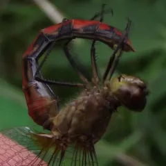 Ruby Meadowhawk thumbnail 2