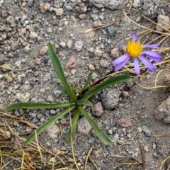Tundra Aster thumbnail 3
