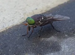 American Horse Fly thumbnail 4
