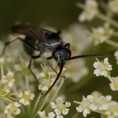 Five-spotted Spider Wasp thumbnail 3