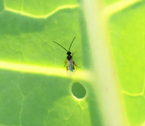 Cabbage White Parasitoid Wasp