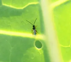Cabbage White Parasitoid Wasp thumbnail 1