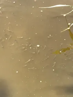Eastern Mosquitofish thumbnail 4