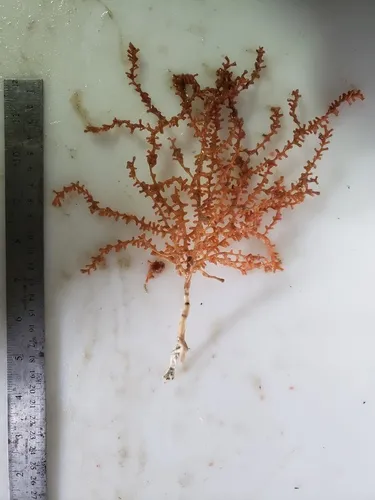 bonsai bamboo coral