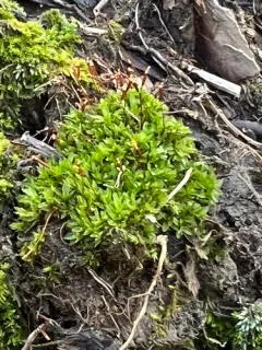 Mucronate Screw Moss thumbnail 2