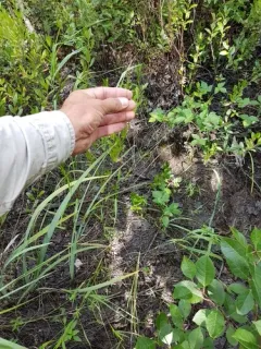 Eaton's Witchgrass thumbnail 2