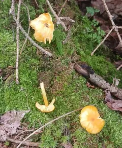 Golden Waxcap thumbnail 3