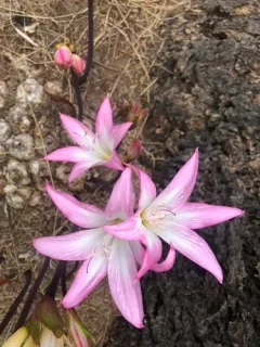 Belladonna Lily thumbnail 4