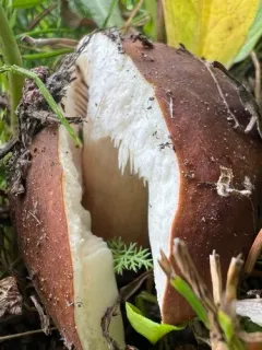 Russula serissima thumbnail 1