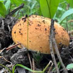 Red-capped Scaber Stalk thumbnail 4
