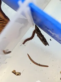 Scytonotus columbianus thumbnail 2