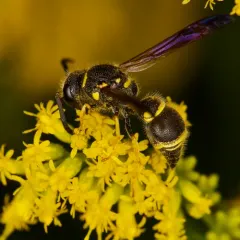 Ancistrocerus campestris thumbnail 3