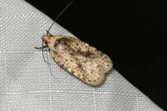 Agonopterix flavicomella thumbnail 2