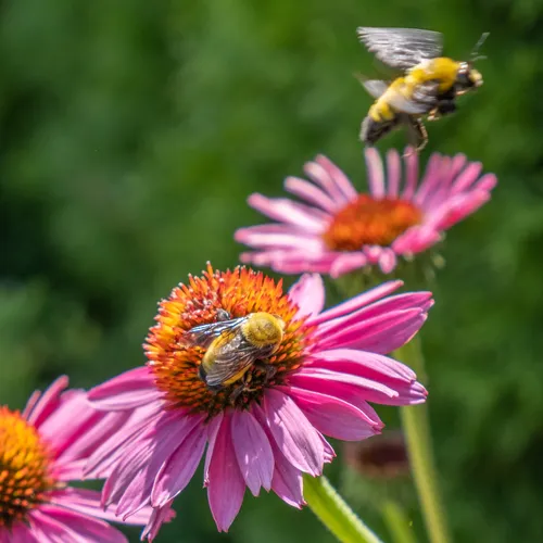 Morrison's Bumble Bee
