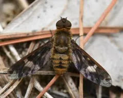 Huron Shore Bee Fly thumbnail 4
