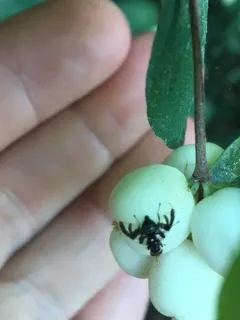 Rhagoletis zephyria thumbnail 1