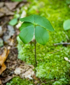 Large Whorled Pogonia thumbnail 2