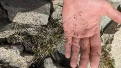 Alaska Bluegrass thumbnail 1