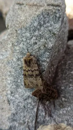 Seton Lake Dart thumbnail 2