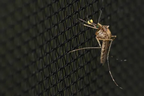 Aedes campestris