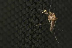 Aedes campestris thumbnail 1