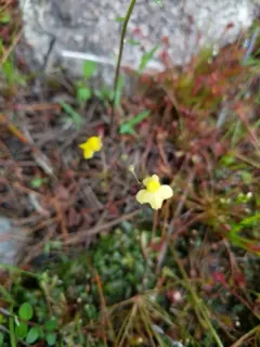 Zigzag Bladderwort thumbnail 4