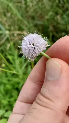 Southern Succisella thumbnail 2