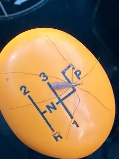 Tipula pachyrhinoides thumbnail 3