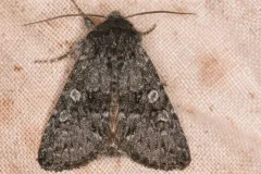 Lasionycta perplexa thumbnail 2