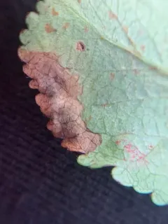 Dusty Apple Pigmy thumbnail 2