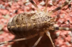 Opilio saxatilis thumbnail 2