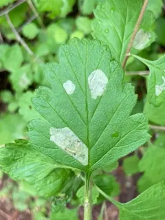Phyllonorycter holodisci thumbnail 2