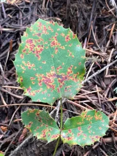 mahonia rust thumbnail 3