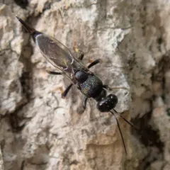Balcha indica thumbnail 2