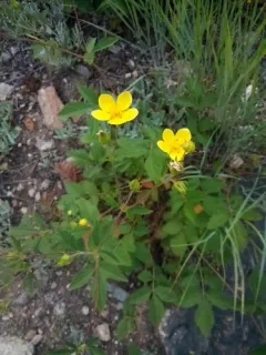 Idaho sticky cinquefoil thumbnail 4