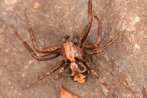 Spiracme triangulosa