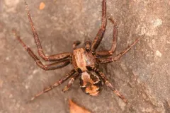 Spiracme triangulosa thumbnail 1