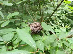 Rabdophaga salicisrhodoides thumbnail 3
