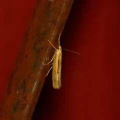 Sod Webworm Moth thumbnail 4