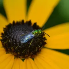 Pure Green Sweat bee thumbnail 3
