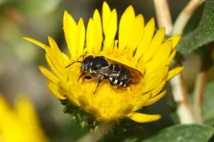 Modest Pebble Bee thumbnail 4