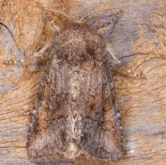 Thinker Moth thumbnail 3