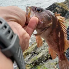 Copper Rockfish thumbnail 2