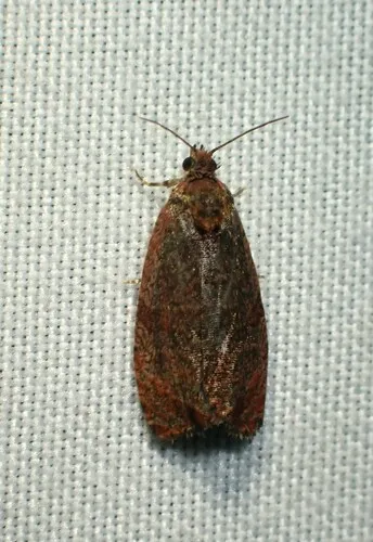 Olethreutes bicoloranum