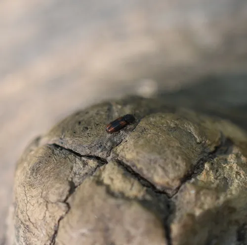 Crenate Cylindrical Bark Beetle