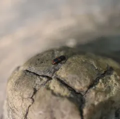 Crenate Cylindrical Bark Beetle thumbnail 1