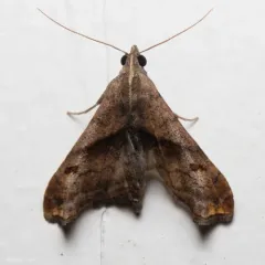 Dark-spotted Palthis Moth thumbnail 2