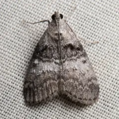 Maple Webworm Moth thumbnail 2